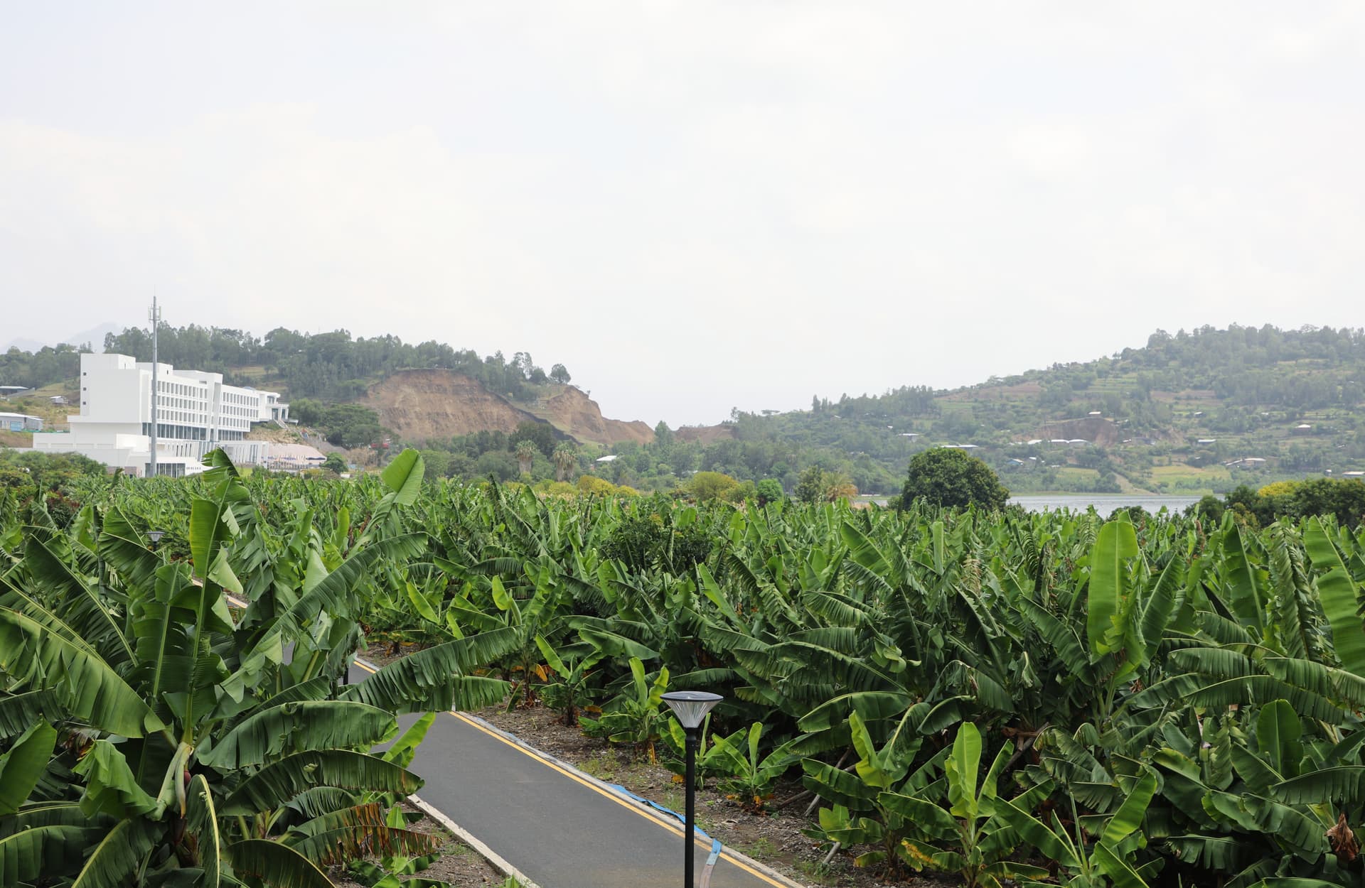 Planted with the Green Legacy