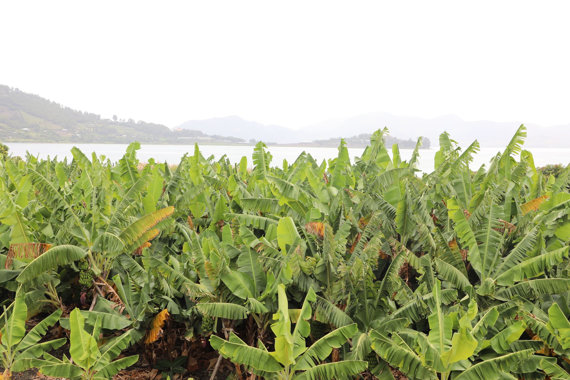 banana farm area