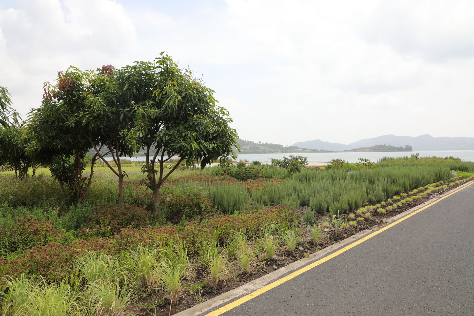 spices farm area
