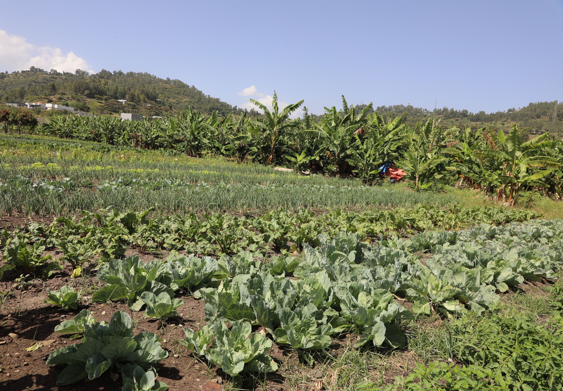 cabbage's farm area